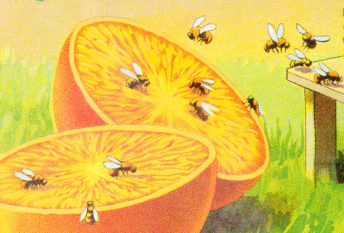 squeakingcleopatraboy:nemfrog:A sliced orange attracts some bees. The Honey Navel. Orange Box label.