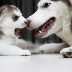 Smile Dog Stimboardx / x / xx / o / xx / x / x