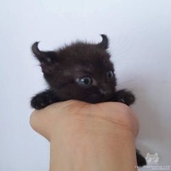 awwww-cute:  Cat Devil (Source: http://ift.tt/1WMVLHV)