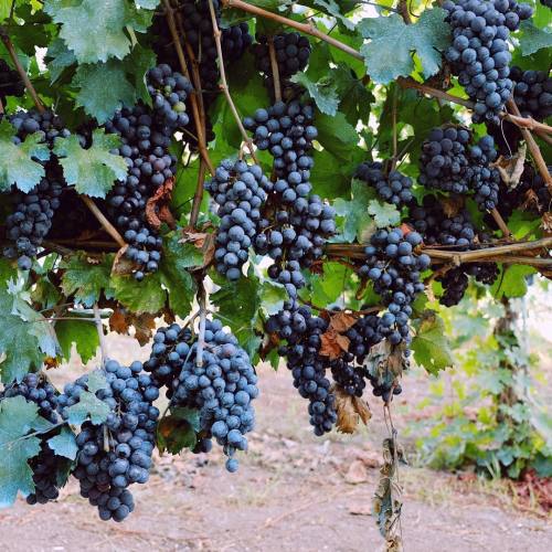 vivalcli:Isn’t there something so romantic about grapes on a vine? ✨Vigna di San Martino, Napl