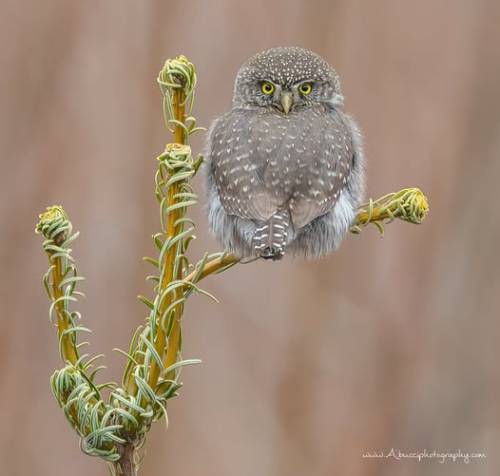 Northern Pygmy Owl(Glaucidium Californicum), Family Strigidae, British Columbia, Canada