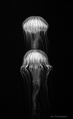 jerriphotography:  Jerri PhotographyGeorgia Aquarium, 2011Photographer: Jerrica Raglin