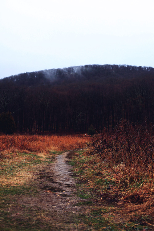 Foggy trails