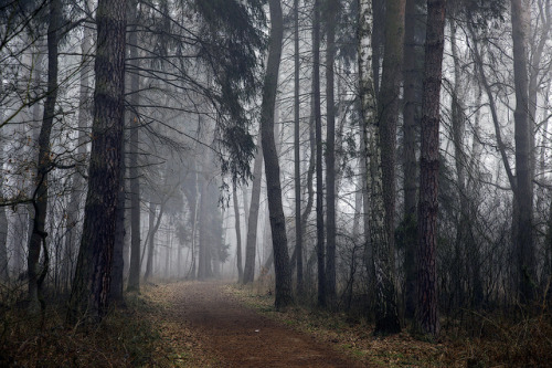 90377: Magical forest by Frame_finder on Flickr.