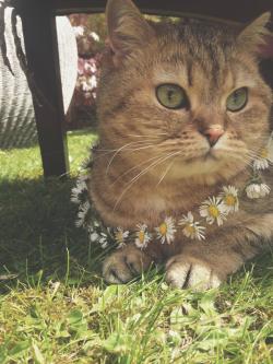 awwww-cute:  Made Poppy a necklace, she seems