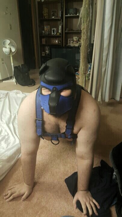 kimatiger:Was at my friend’s house the other night and got to try on his pup gear. The hood is a bit small for my large head but the harness fits perfectly!