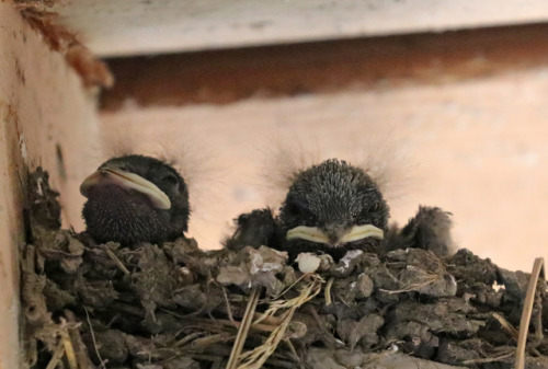 Barn swallow/ladusvala. The photos are taken from a distance, since I don’t want to disturb these ve