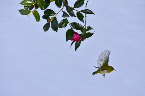 山茶花とメジロ（部屋の窓より）