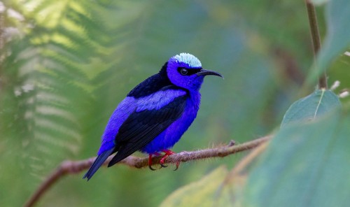 Red legged honeycreeper (Cyanerpes cyaneus)