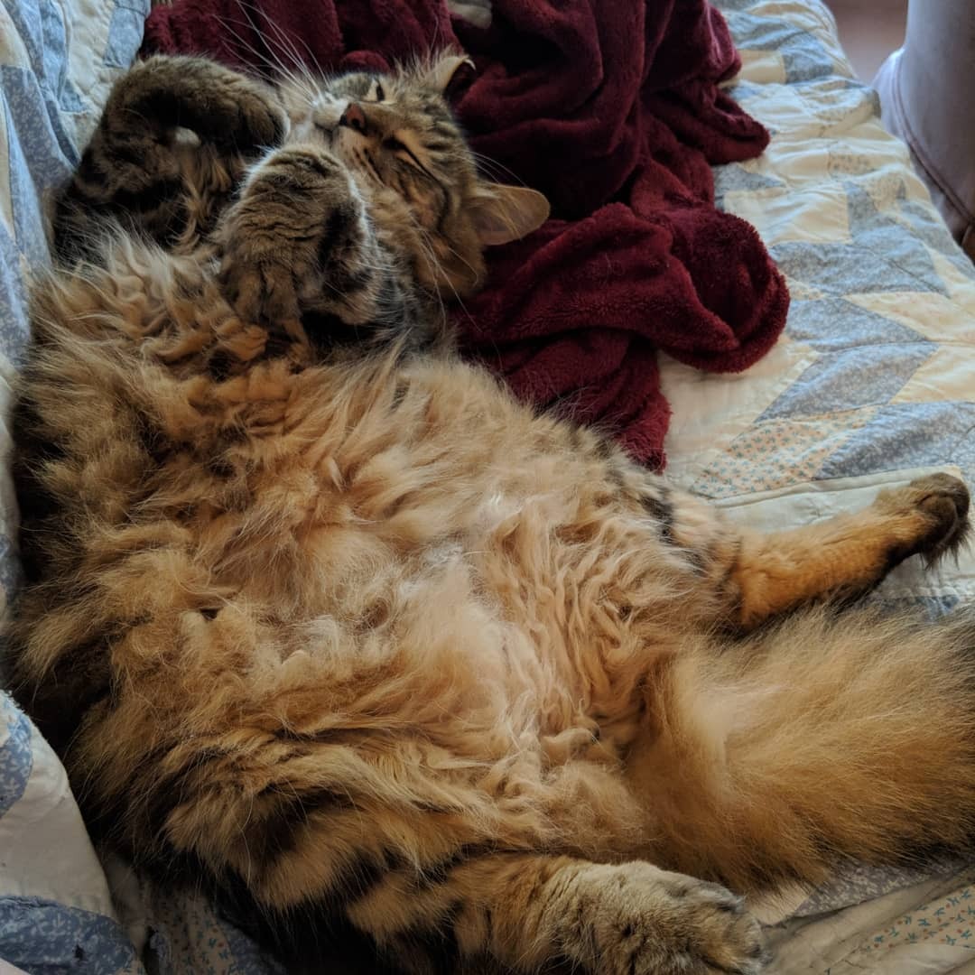 catsuggest:  This is Victor, we found him six years ago in a car my dad bought to