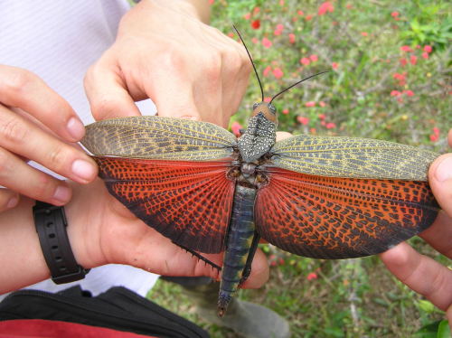 onenicebugperday:Giant red-winged grasshopper, Tropidacris cristata, Romaleidae Found in Mexico