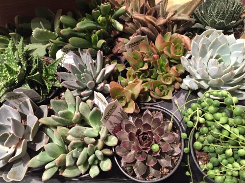 Lots of succulents at my local West Elm store! I’m out of space for new plants, but was tempte