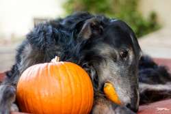 bandizoi:The wise dragon is very tender and gentle with his horde of squash