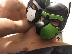 thatpup84:  A little bit of puppy fun…