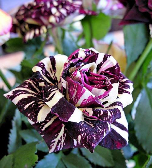 princess-aries:oh4theloveofscience:The Abracadabra rose is a hybrid with maroon and soft yellow colo