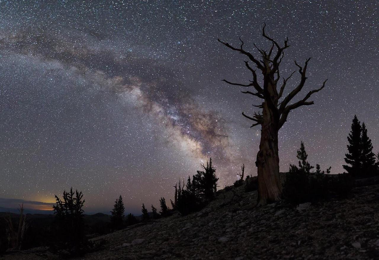 coolspacepics:Milky Way and Bristlecone Pine in Patriarch Grove [OC] [1334x917]spaceporn