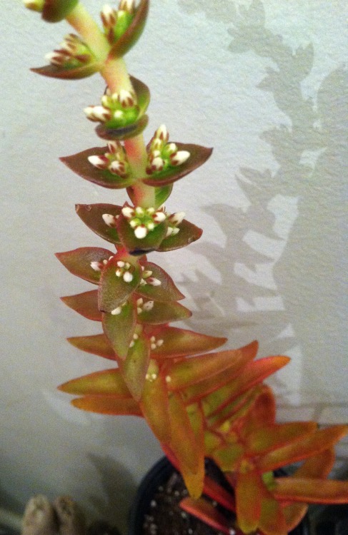 Saw this cute Crassula (capitella?) at The Botanic Studio in Troy, NY about a month ago.  