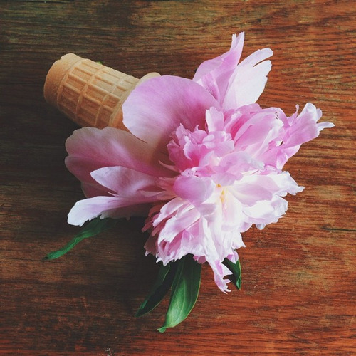 floralls:flower cones (by life stories photography)