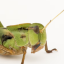 the-swarm-of-locusts