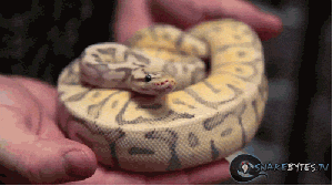 lynchburg-lemonade:  stheffbeltran:  idiomofidiocy:  I have given you glorious gifs of snakes yawning. You’re welcome.  So horrible but yet so adorable  the third one… nghh 