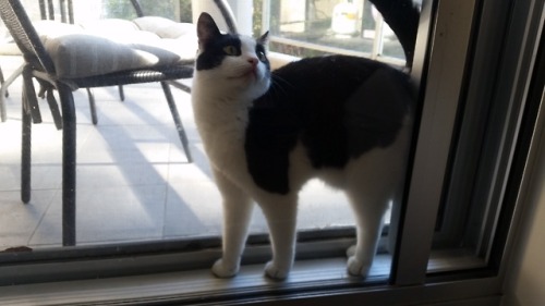 He got himself stuck between the glass door and flyscreen door