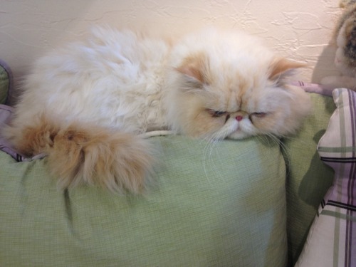 lucifurfluffypants:I’m sinking. www.facebook.com/LucifurFluffypants