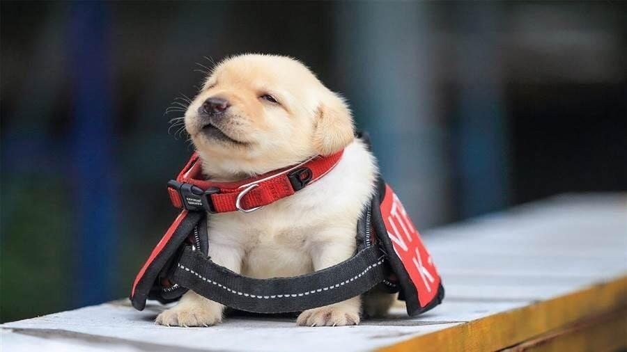 babyanimalgifs:he’ll grow into it
