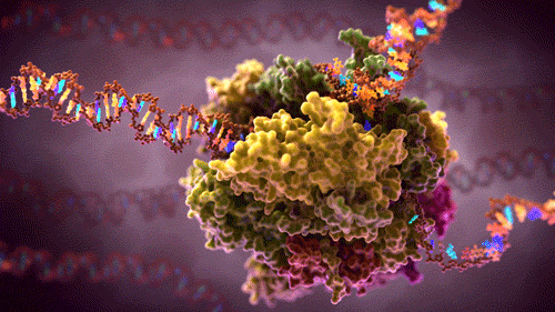 cerebrodigital:  Transcripción de la Polimerasa en el RNA. #Biología #gif