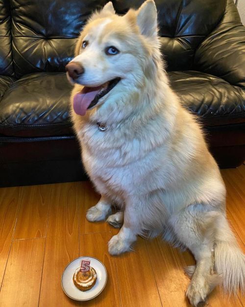 I turned 5!! I’m so happy everyone was home today! #homemadecake #carrotcake #myfavorite #hbd #5year