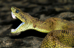 exotic-venom:   (Atheris nitschei) Great