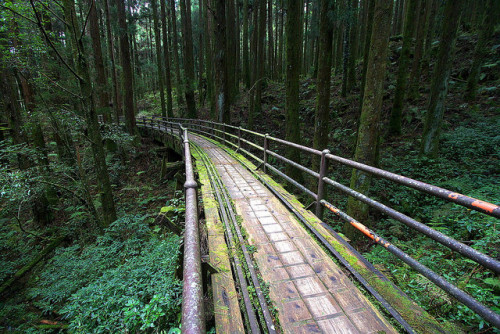 017-阿里山森林鐵路-自忠支線-水山線-水山古道-特富野古道 by 小巨人看世界 on Flickr.