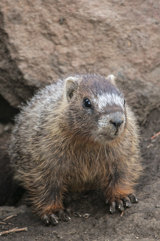 A Yellow-bellied Marmot at the entrance to its burrow, Shoshone National Forest, Wyoming. (c) riverwindphotography, July 2020