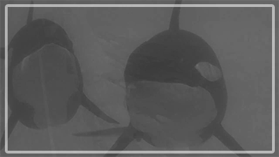 ketotheorca:  “Let them retire!”[x] [y] [z] 