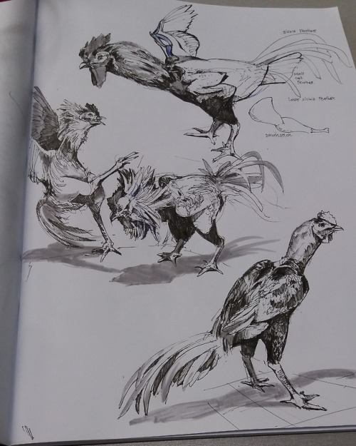 Some recent animal studies while taking a break in the gamelab &lsquo;office&rsquo; still got about 