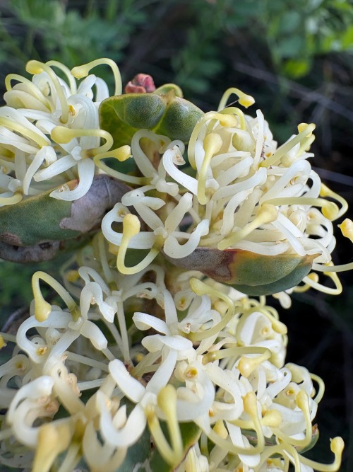 Some Hakea Prostrata Shots Courtesy Of My New Phones Macro Camera!
