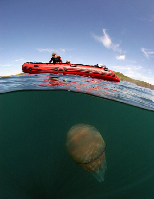 mymodernmet:  Photographer Steve Trewhella spotted thousands of giant Barrel Jellyfish appearing in swarms off the coast of Britain.