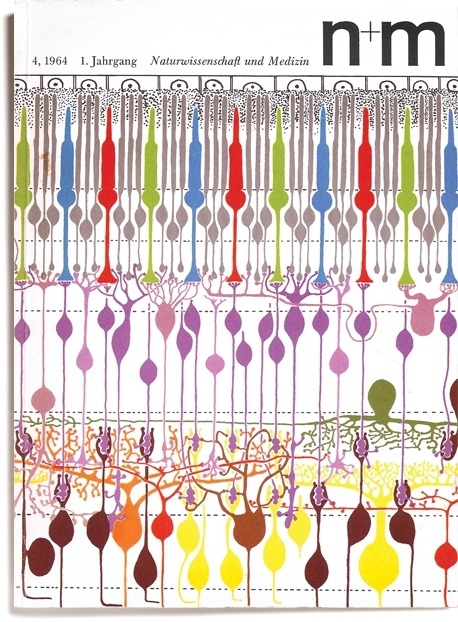 designinbiology:  Ramon y Cajal reloaded by Erwin Poell (1964) 