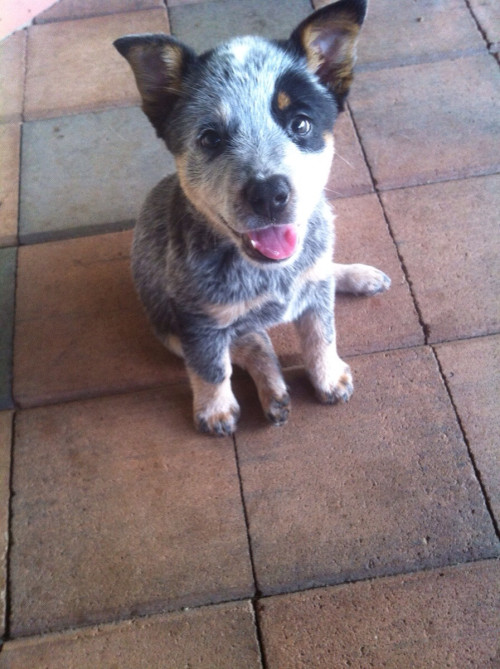 awwww-cute:  A real Australian