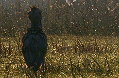 whiny-sugar-glider:   BBC Earth - Africa         Shoebills are awesome.       Dinosaauuurss