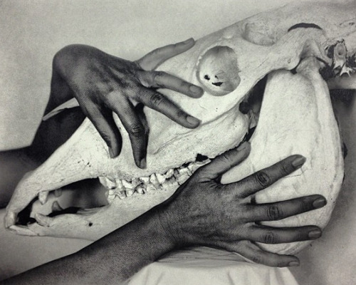 freyjageist:  Alfred Stieglitz, Georgia O’keeffe, Hands and Horse Skull, 1931 