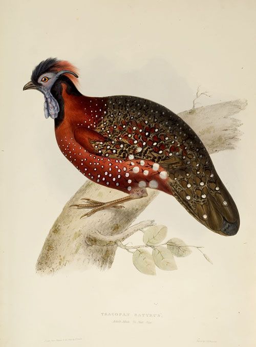 John Gould, Tragopan Satyra, from A century of birds from the Himalaya Mountains,1832.  London.