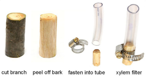 science-junkie: Good news for all survivalists!  Need a water filter? Peel a tree branch If you