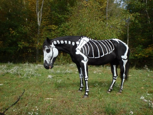 megarah-moon: Sandy Cramer’s ‘Skeleton Horse’