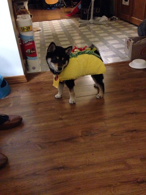 terracepets: So my mom bought Tangaroa a costume. His new name is Taco-roa.