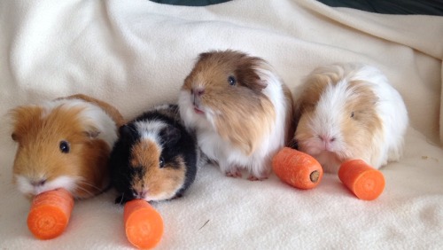 My lovely little guinea pigs☺️❤️! From the picture of the left, going from left to right, there&rsqu
