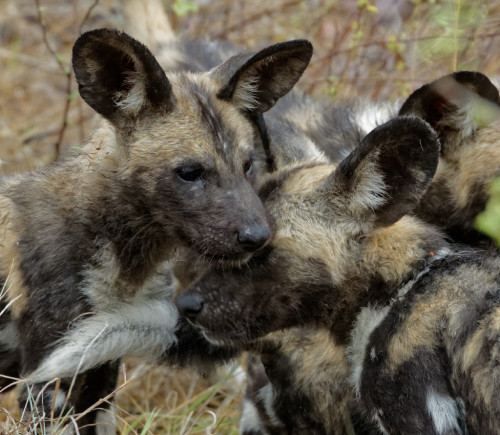 njwight:
“ So very, very endangered, it is always an amazing moment when you see wild dogs! These guys were in the Sabi Sands in South Africa.
”