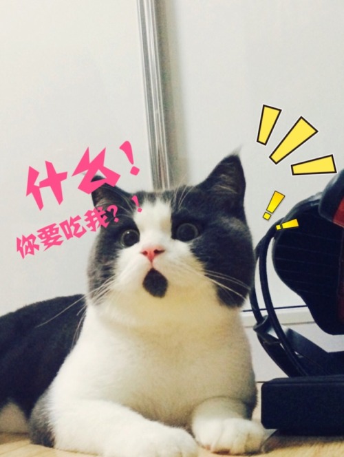 mymodernmet:Banye, an adorable 11-year-old British Shorthair who lives in Shanghai with his owner wi