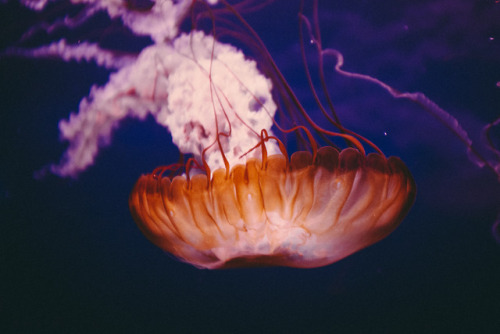 Jellyfish, Paris - 2018