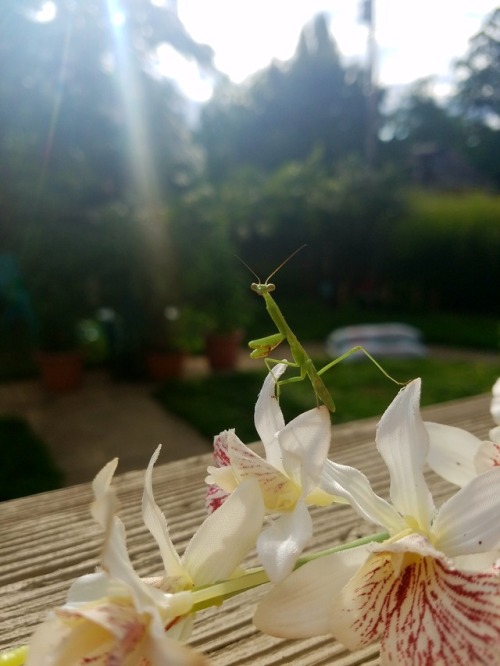 fourbeatgait:I found a baby outside. He was unbelievably cooperative for a few photos.
