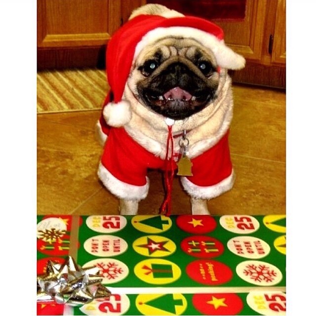 ilovepugs4ever:  Follow Dog Quotes.